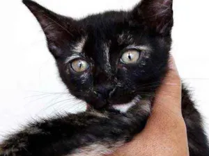 Gato raça Srd idade 2 a 6 meses nome Chocolat bb Linda 