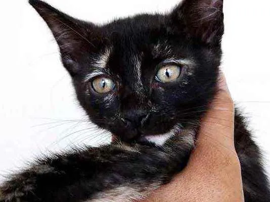 Gato raça Srd idade 2 a 6 meses nome Chocolat bb Linda 