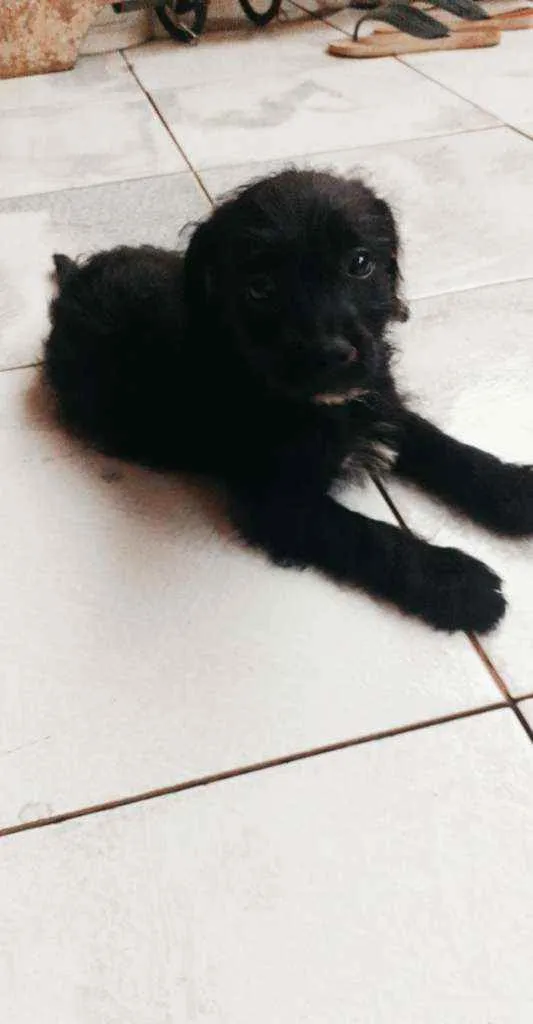 Cachorro ra a  idade 2 a 6 meses nome Guerreiro 