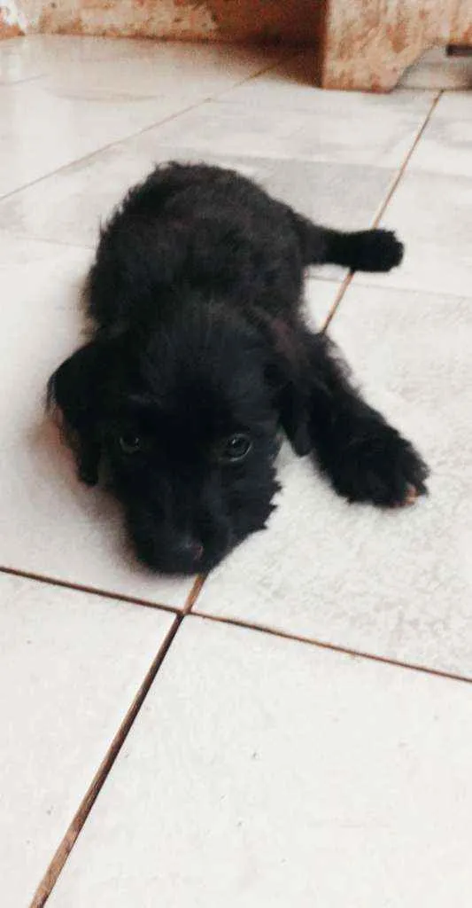 Cachorro ra a  idade 2 a 6 meses nome Guerreiro 