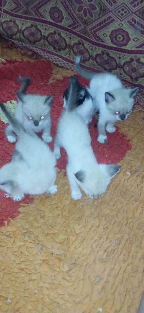 Gato raça Gato idade Abaixo de 2 meses nome Sem nome