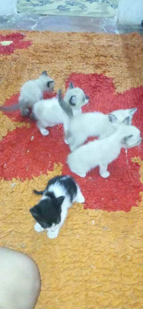 Gato raça Gato idade Abaixo de 2 meses nome Sem nome