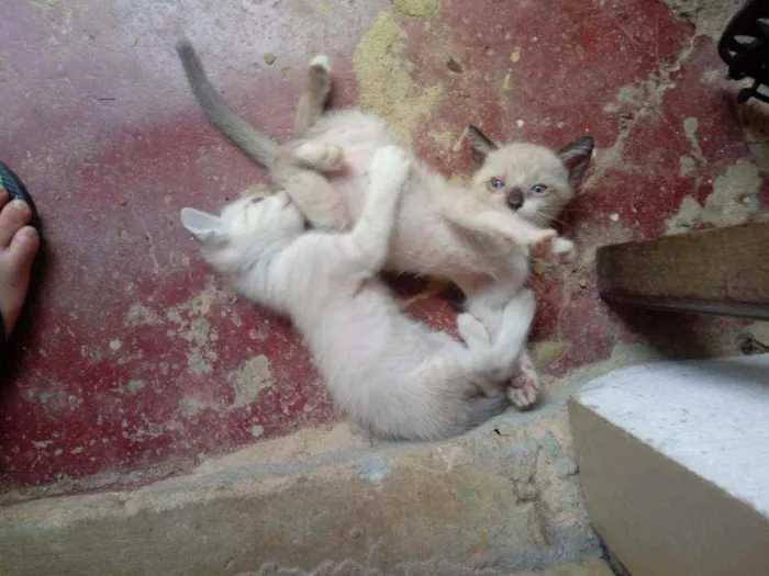 Gato raça Gato idade Abaixo de 2 meses nome Sem nome