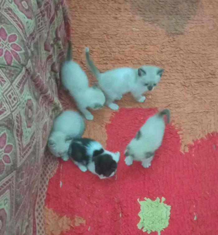 Gato raça Gato idade Abaixo de 2 meses nome Sem nome