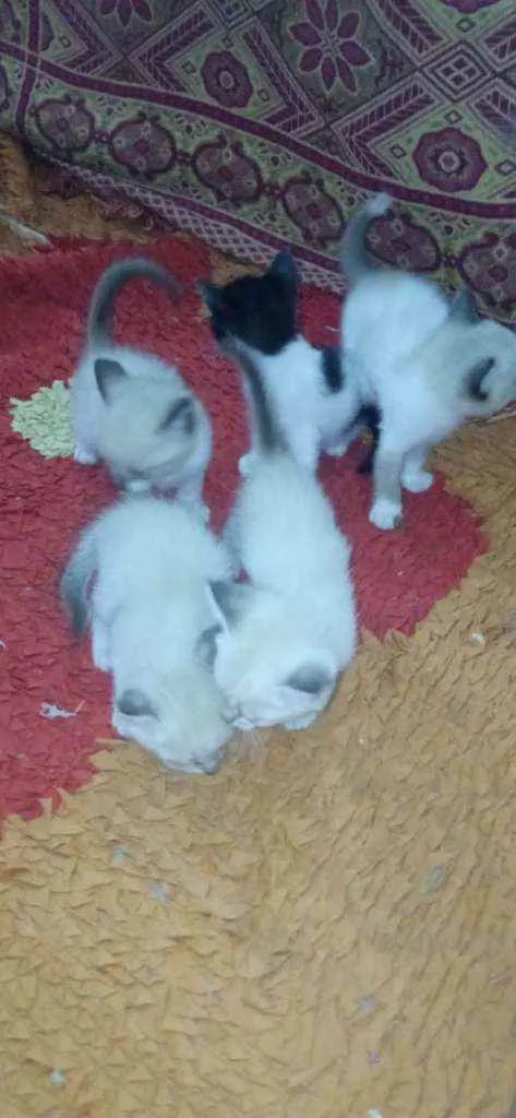 Gato raça Gato idade Abaixo de 2 meses nome Sem nome
