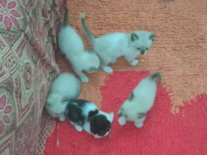 Gato raça Gato idade Abaixo de 2 meses nome Sem nome