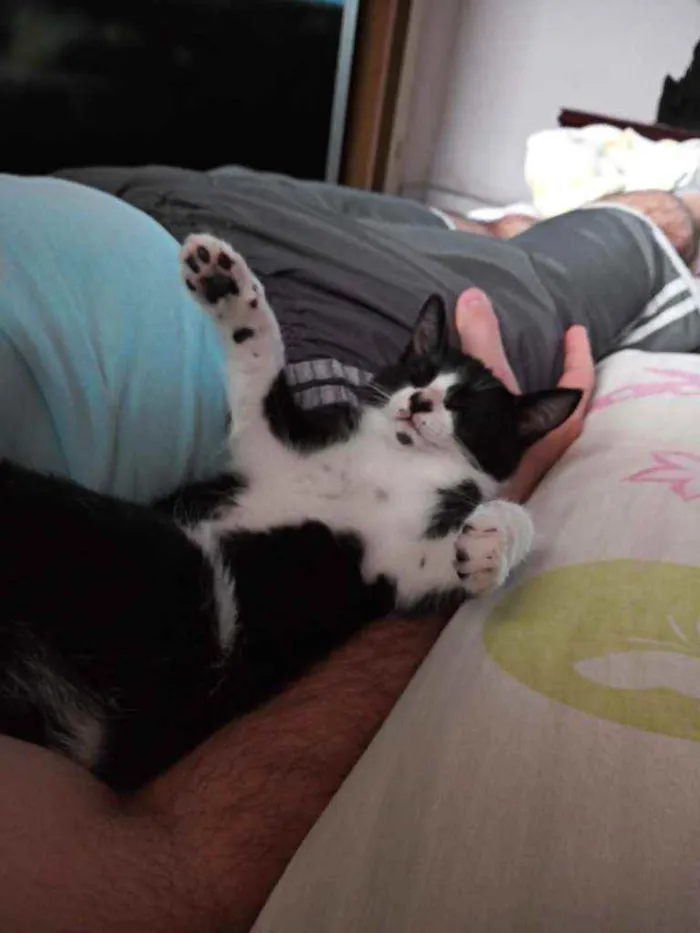 Gato raça Srd idade Abaixo de 2 meses nome Jujuzinha