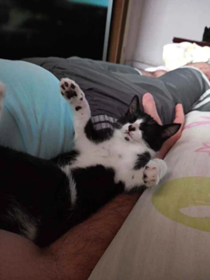 Gato raça Srd idade Abaixo de 2 meses nome Jujuzinha