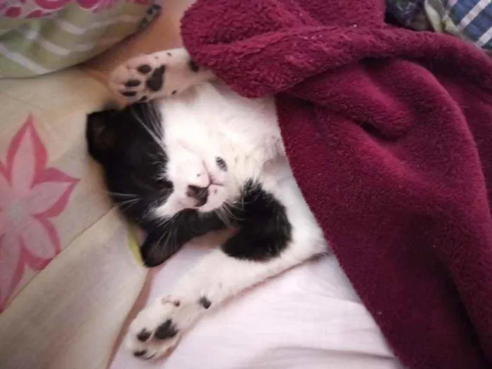 Gato raça Srd idade Abaixo de 2 meses nome Jujuzinha