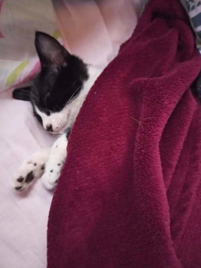 Gato raça Srd idade Abaixo de 2 meses nome Jujuzinha