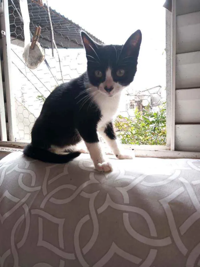 Gato raça Srd idade Abaixo de 2 meses nome Jujuzinha
