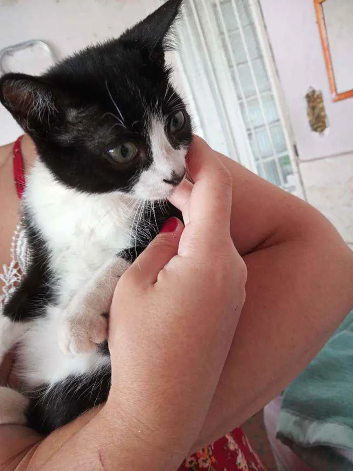 Gato raça Srd idade Abaixo de 2 meses nome Jujuzinha