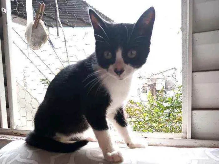 Gato raça Srd idade Abaixo de 2 meses nome Jujuzinha