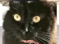 AMY 