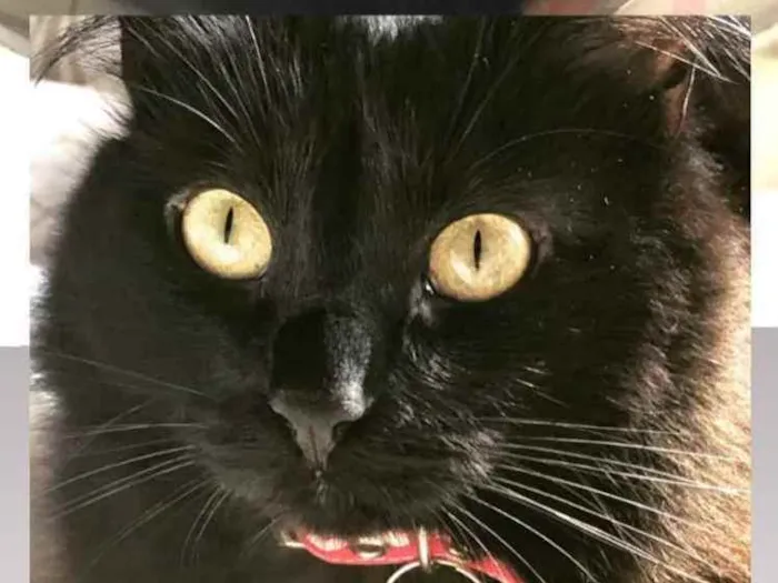 Gato ra a SRD idade 1 ano nome AMY 