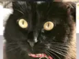 AMY