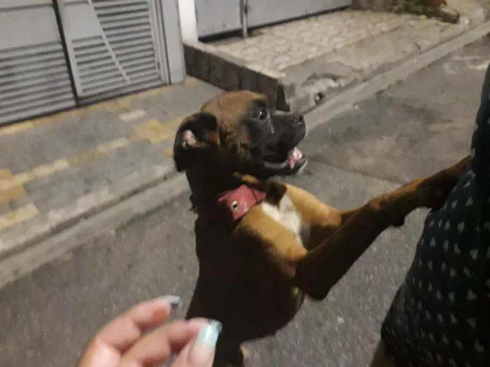 Cachorro raça Box idade 2 anos nome Box