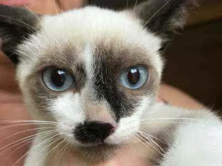 Gato raça Srd idade 2 a 6 meses nome Manchinha