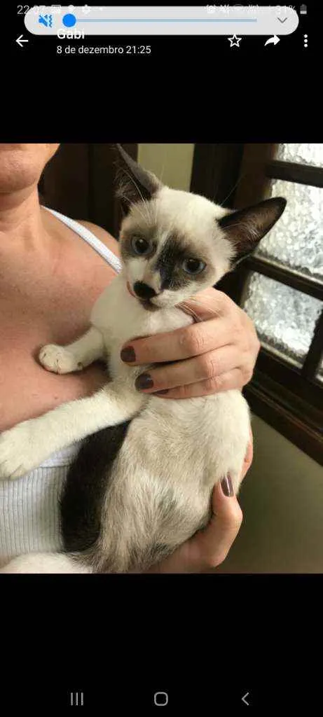 Gato raça Srd idade 2 a 6 meses nome Manchinha