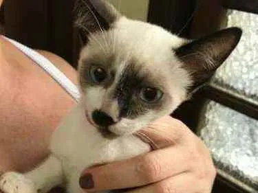 Gato raça Srd idade 2 a 6 meses nome Manchinha