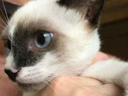 Gato raça Srd idade 2 a 6 meses nome Manchinha