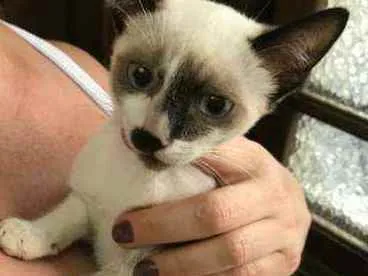 Gato raça Srd idade 2 a 6 meses nome Manchinha