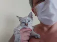 Gato raça Srd idade Abaixo de 2 meses nome Carol