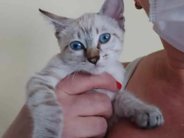 Gato raça Srd idade Abaixo de 2 meses nome Carol