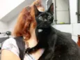 Gato raça Srd idade 1 ano nome Lola