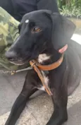 Cachorro raça SRD-ViraLata idade 1 ano nome Morgana 