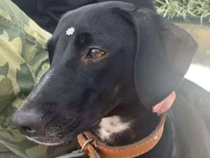 Cachorro raça SRD-ViraLata idade 1 ano nome Morgana 