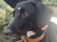 Cachorro raça SRD-ViraLata idade 1 ano nome Morgana 