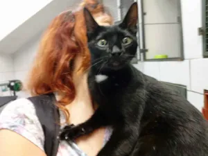 Gato raça Srd idade 1 ano nome Lola
