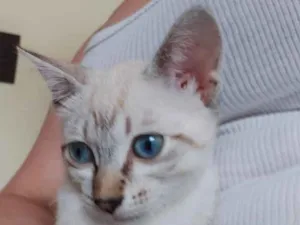 Gato raça Srd idade Abaixo de 2 meses nome Carol