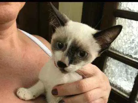 Gato raça Srd idade 2 a 6 meses nome Manchinha