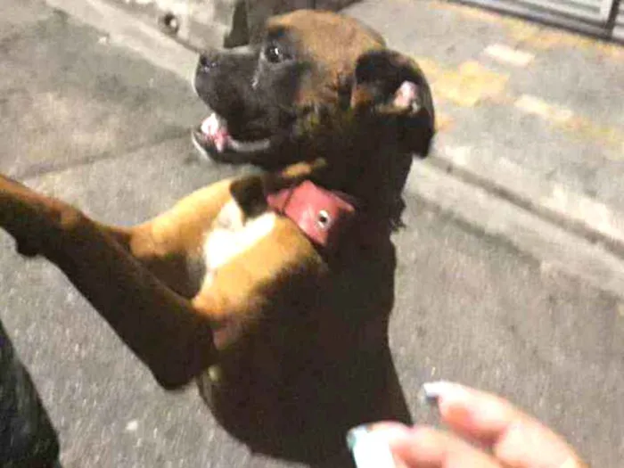 Cachorro raça Box idade 2 anos nome Box