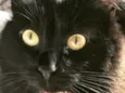 AMY 