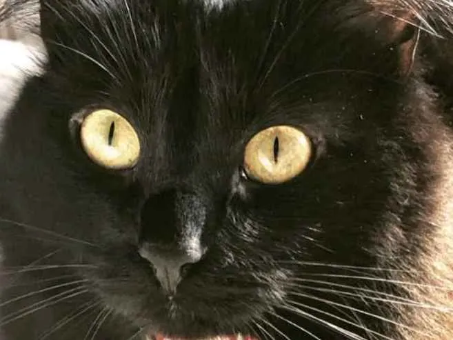 Gato ra a SRD idade 1 ano nome AMY 
