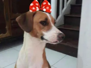 Cachorro raça SRD-ViraLata idade 1 ano nome GAYA