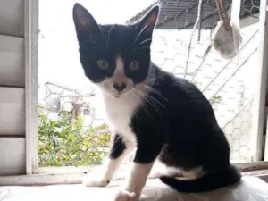 Gato raça Srd idade Abaixo de 2 meses nome Jujuzinha