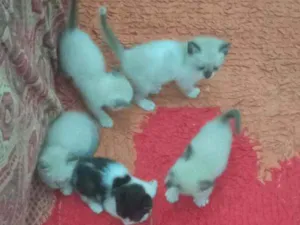 Gato raça Gato idade Abaixo de 2 meses nome Sem nome