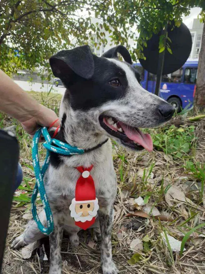 Cachorro raça SRD idade 1 ano nome PIPO