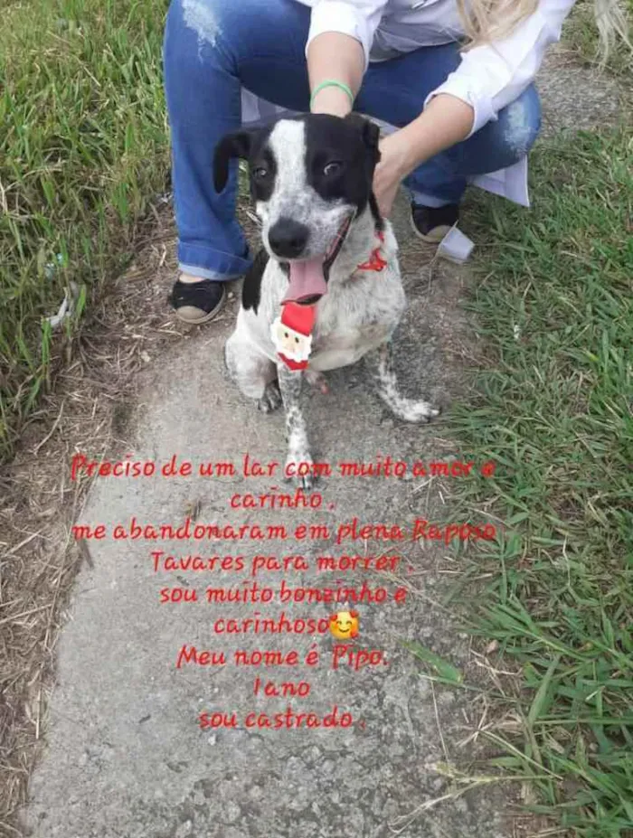 Cachorro raça SRD idade 1 ano nome PIPO