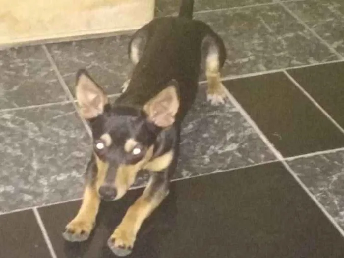 Cachorro ra a  idade  nome Bidú