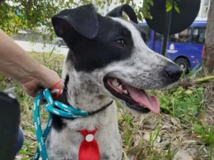 Cachorro raça SRD idade 1 ano nome PIPO