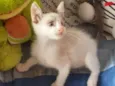 Safira Leo Júlio