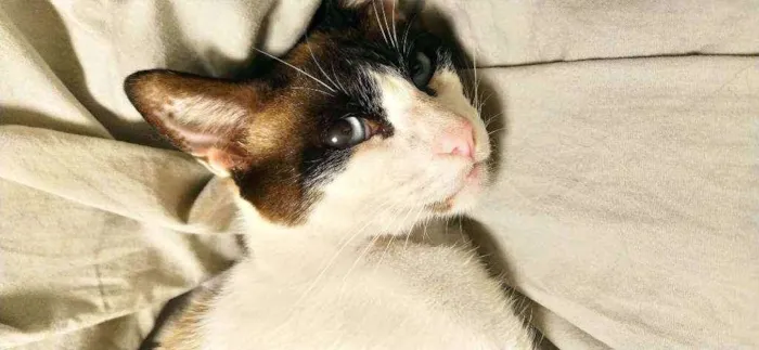 Gato ra a srd idade 1 ano nome Irmão