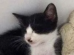 Gato ra a Srd idade 2 a 6 meses nome Filhote