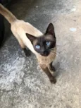 Chocolate
