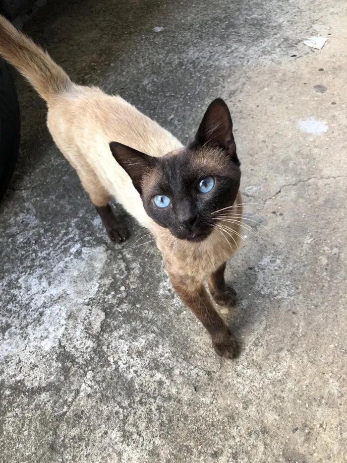 Gato ra a Siames idade 1 ano nome Chocolate